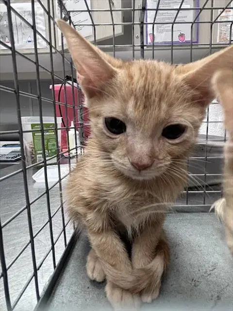 Lola - Domestic Short Hair