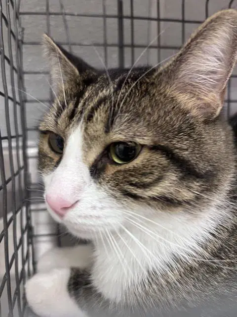 Jojo - Domestic Short Hair