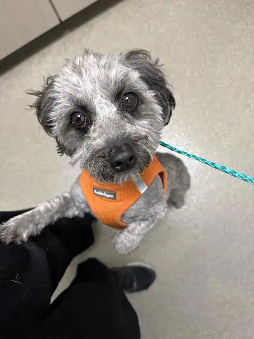 Lupita - Miniature Schnauzer