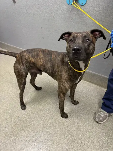 Pup-O-Ween - Pit Bull Terrier