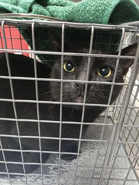 Mrray - Domestic Short Hair