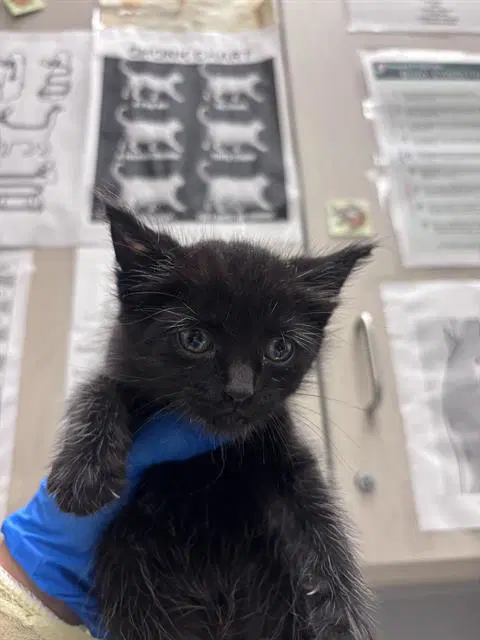 Sprout - Domestic Medium Hair