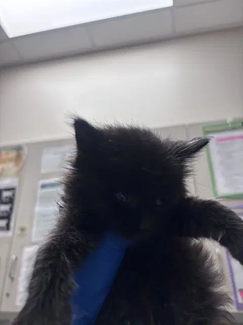 Pickle - Domestic Medium Hair
