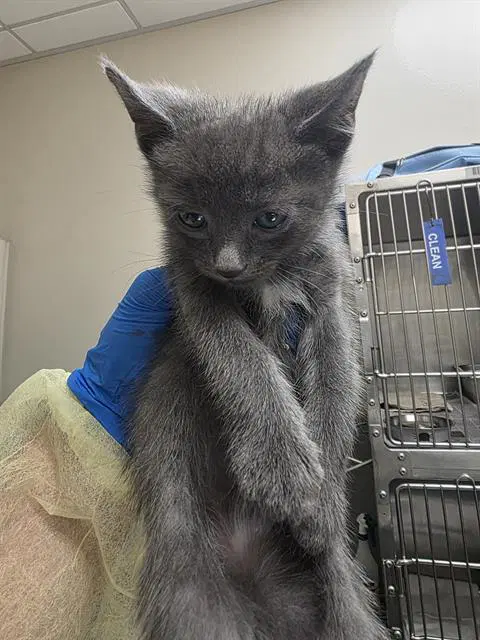 Tofu - Domestic Short Hair