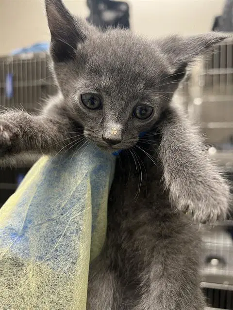 Noodle - Domestic Short Hair