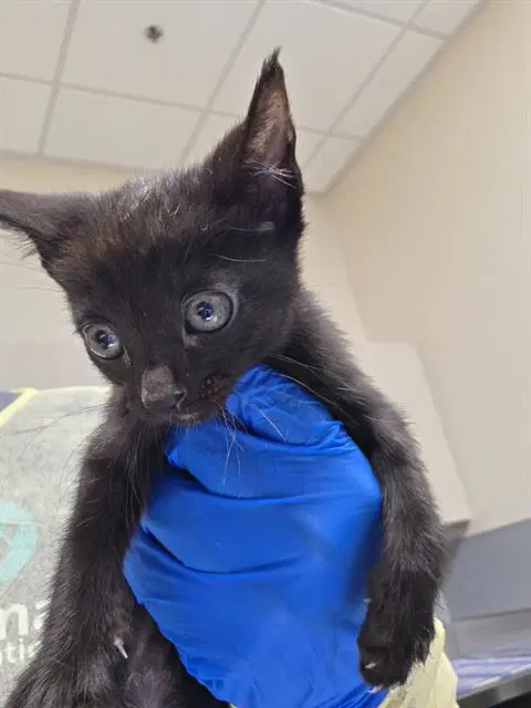 Mochi - Domestic Short Hair