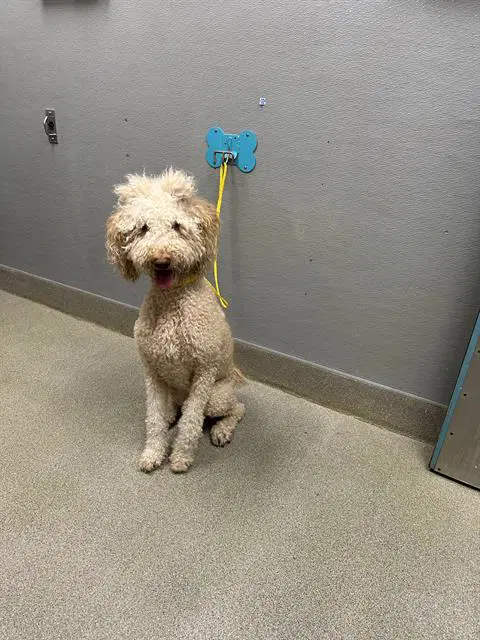 Simba - Poodle (Standard)