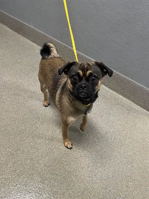 Cooper - Pug