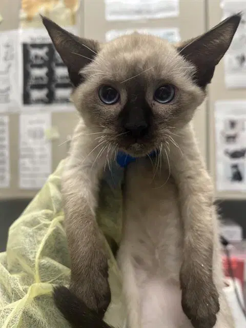 Lucky - Siamese