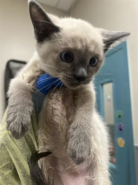 Miracle - Siamese