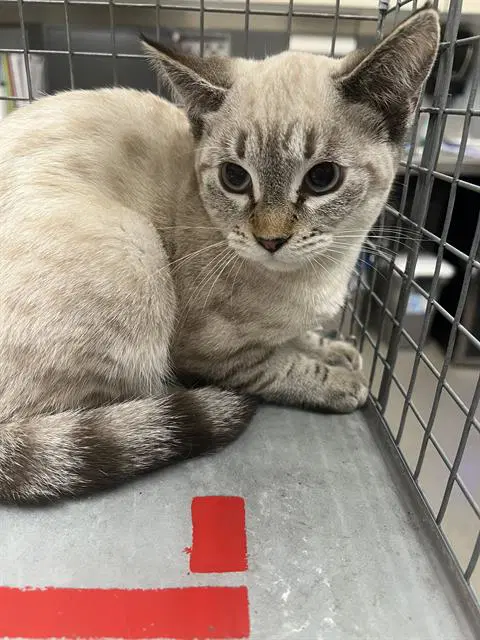 Padme - Colorpoint Shorthair