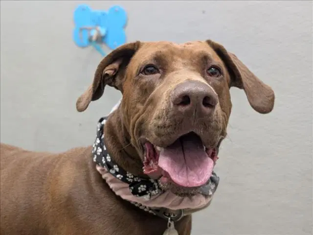 Mama - Great Dane