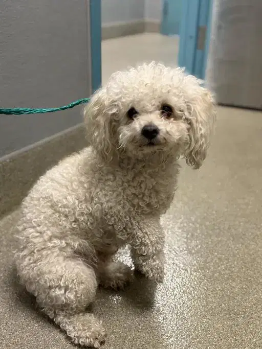 Matt - Poodle (Miniature)