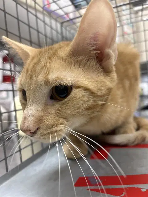 Marlo - Domestic Short Hair