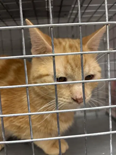 Marvin - Domestic Short Hair