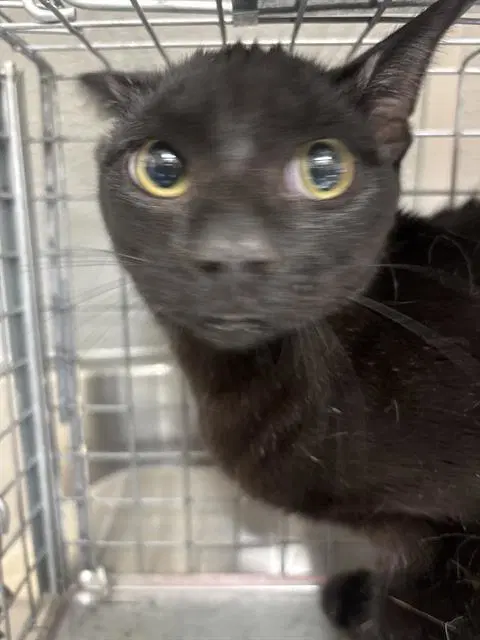 Macaroni - Domestic Long Hair