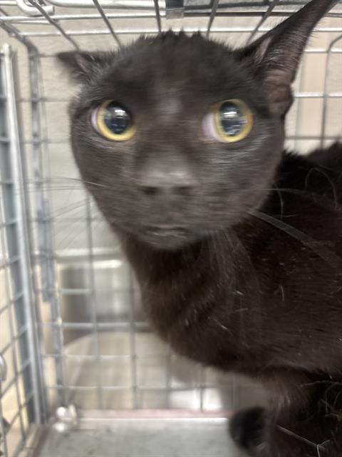 Macaroni, Domestic Long Hair / Mixed (medium coat)