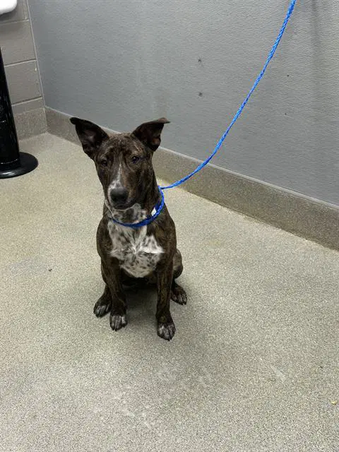 Kobe - Australian Cattle Dog/Blue Heeler