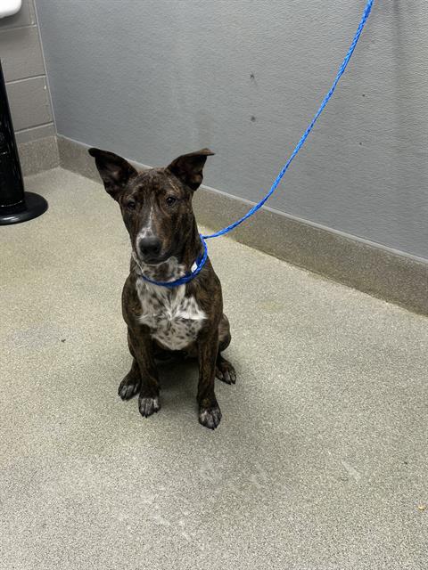 Kobe, Australian Cattle Dog/Blue Heeler / Bull Terrier / Mixed (medium coat)