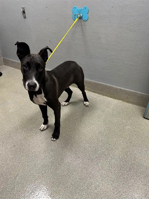 Chance - Pit Bull Terrier