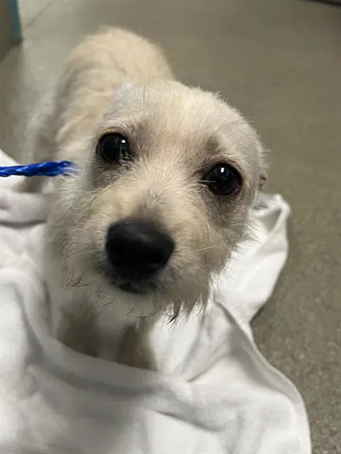 Ginger - Terrier