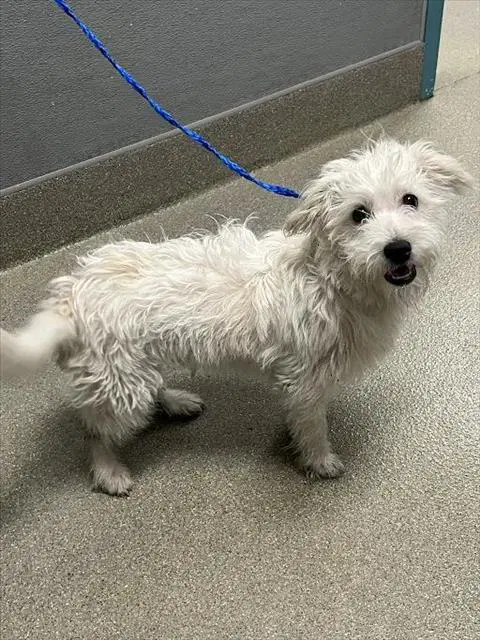 Marshmallow - Maltese
