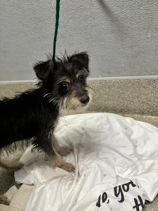 Ani - Terrier