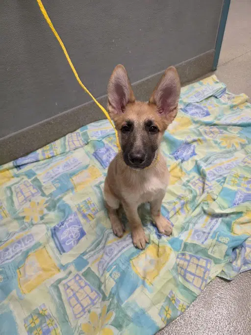 Bugs Bunny - German Shepherd Dog