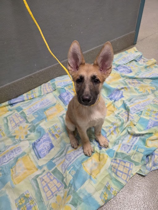 Bugs Bunny