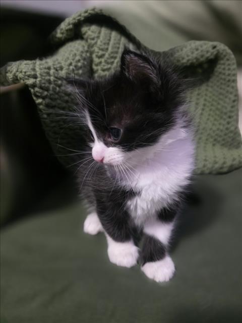 Marbles, Domestic Short Hair / Mixed (medium coat)