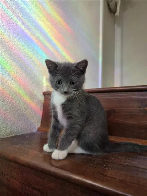 Peaches - Domestic Short Hair