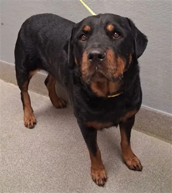 Princess - Rottweiler