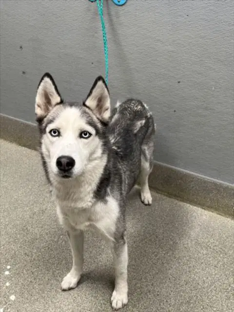 Alaska - Siberian Husky