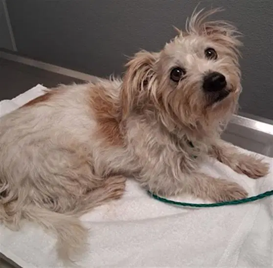 Bradley - Terrier