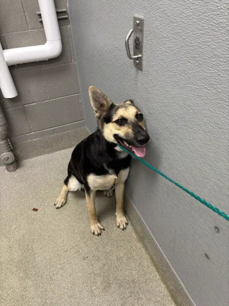Jack Puppington, German Shepherd Dog / Mixed (medium coat)