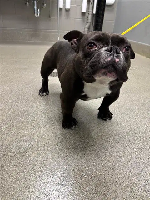 Draco - English Bulldog