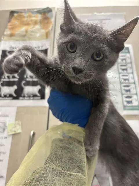 Ash - Domestic Short Hair