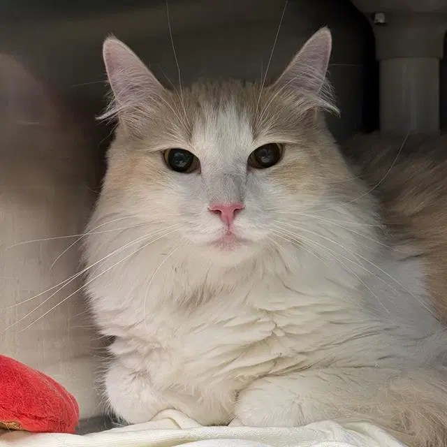 Boozy - Domestic Short Hair