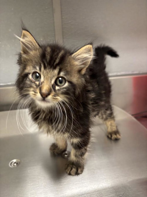 Caramel, Domestic Short Hair / Mixed (medium coat)