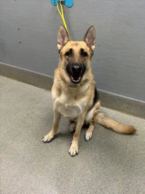Odysseus - German Shepherd Dog