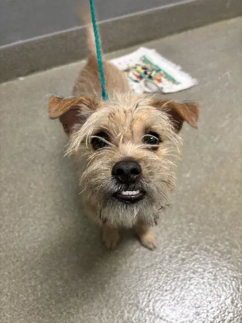 Bently, Terrier / Mixed (medium coat)