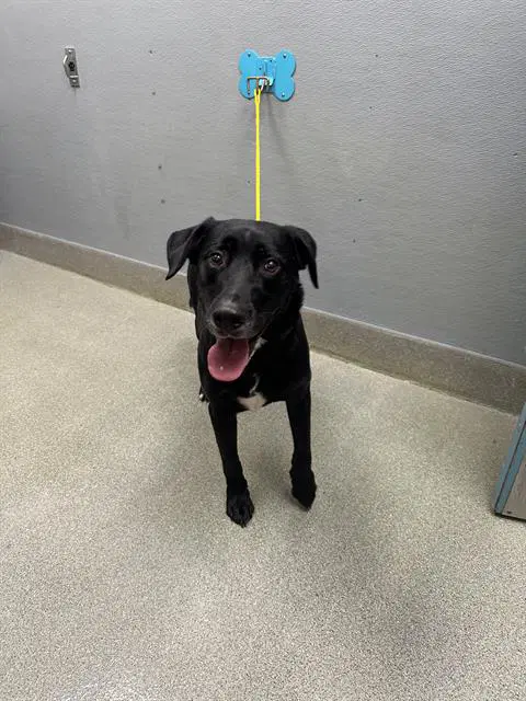 Raven - Labrador Retriever