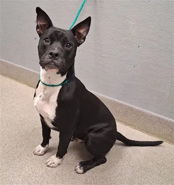 Rocky - Pit Bull Terrier