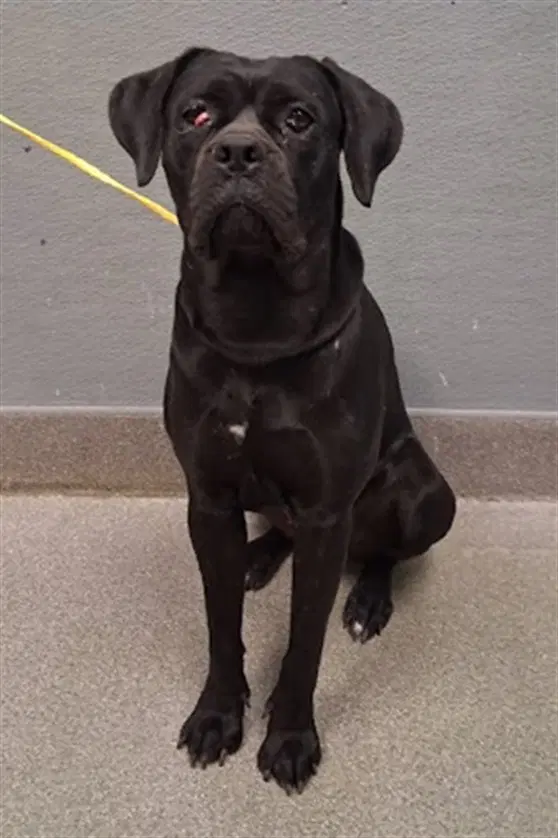 Athena - Cane Corso Mastiff
