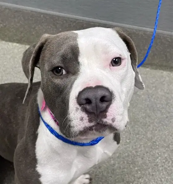 Pennsylvania - Pit Bull Terrier