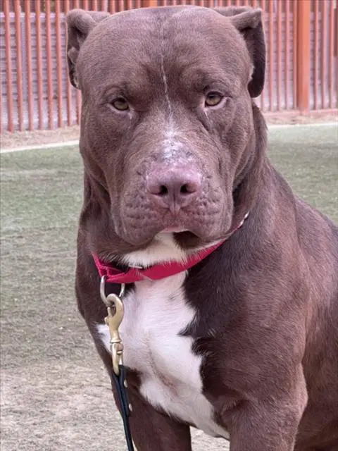 Tanky - Cane Corso Mastiff