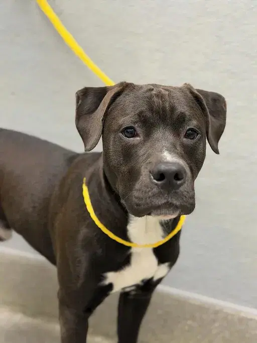 Woody - Pit Bull Terrier