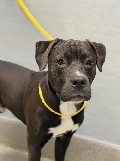 Woody, Pit Bull Terrier / Mixed (medium coat)