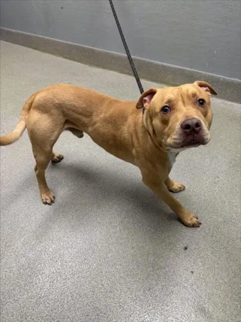 Norman - Pit Bull Terrier