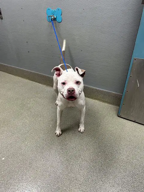 Stormy - Pit Bull Terrier